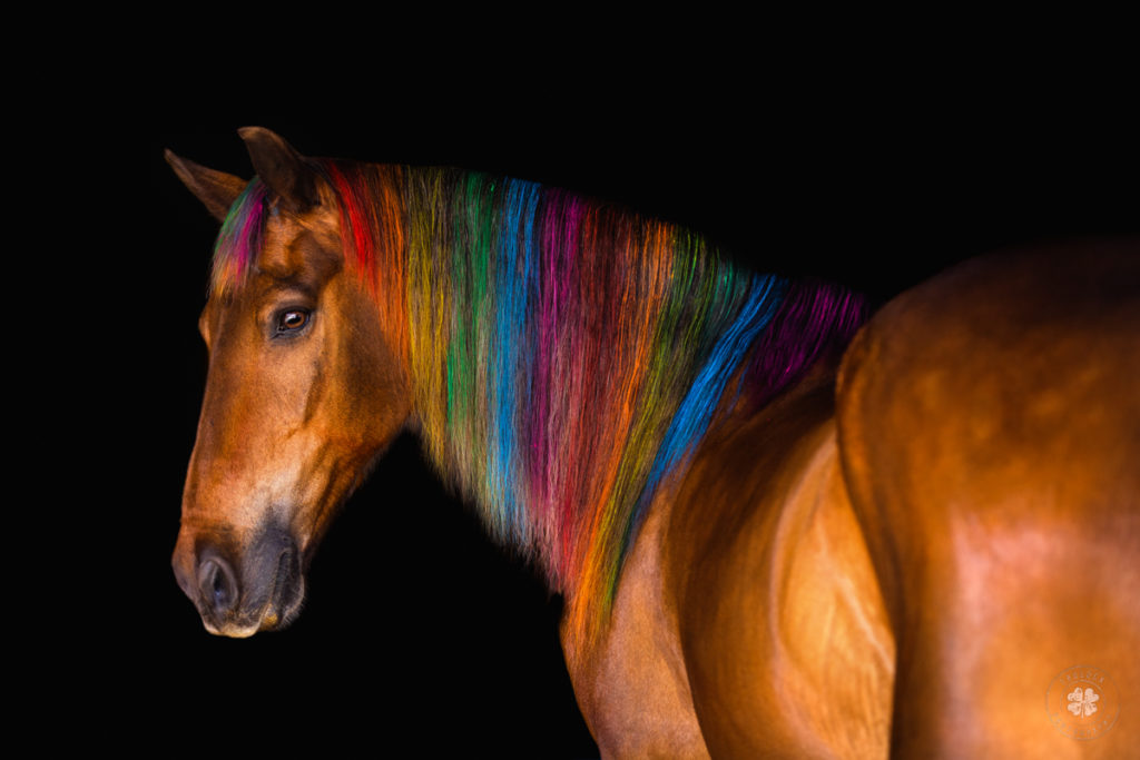 Photograph of a silver bay horse with a rainbow mane against a black background for an equine Fine Art Session. 