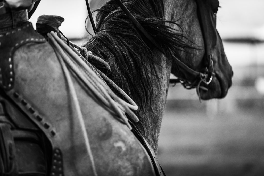 Black and white photograph of a closeup of a cowboy riding a horse with a rope ties to the saddle.
