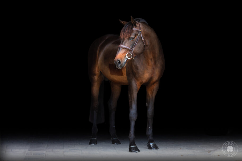 Photograph of a bay horse standing with a 3/4 angle toward the photographer.  His head is turned to the left and he is photographed against a black background. 