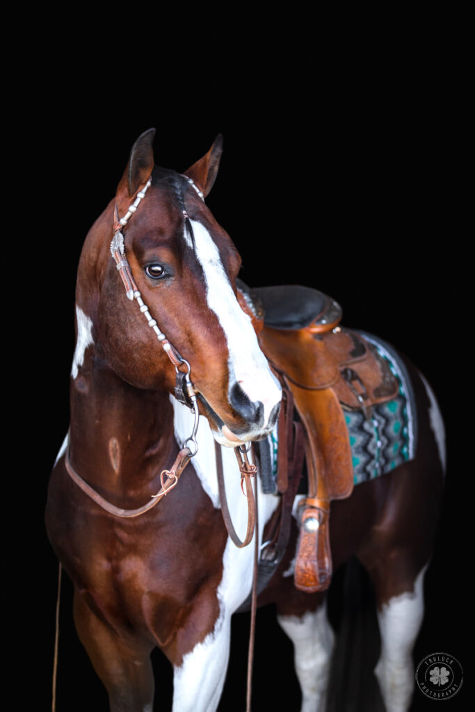 Photograph of a bay tobiano paint stallion wearing western tack against a black background.  A tip for photographing horses - don't photograph below 85mm to avoid distortion. 