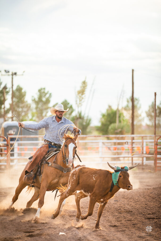 Photograph of a heeler getting ready to rope a steer in Deming, New Mexico. 