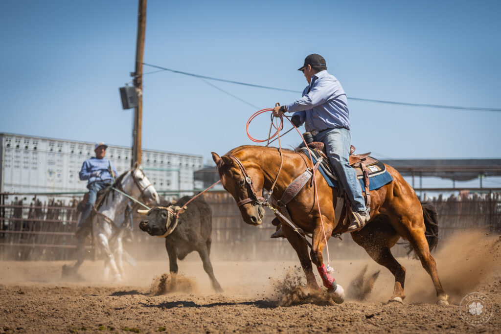 Photograph of two cowboys roping a steer for team roping in Mesquite, New Mexico. 