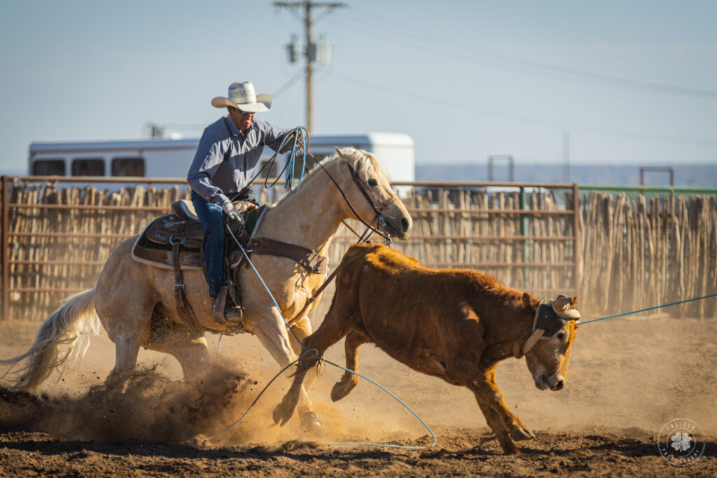Photograph of a heeler roping a steer's back legs during a team roping event at Landmark Mercantile in Mesquite, Texas. 