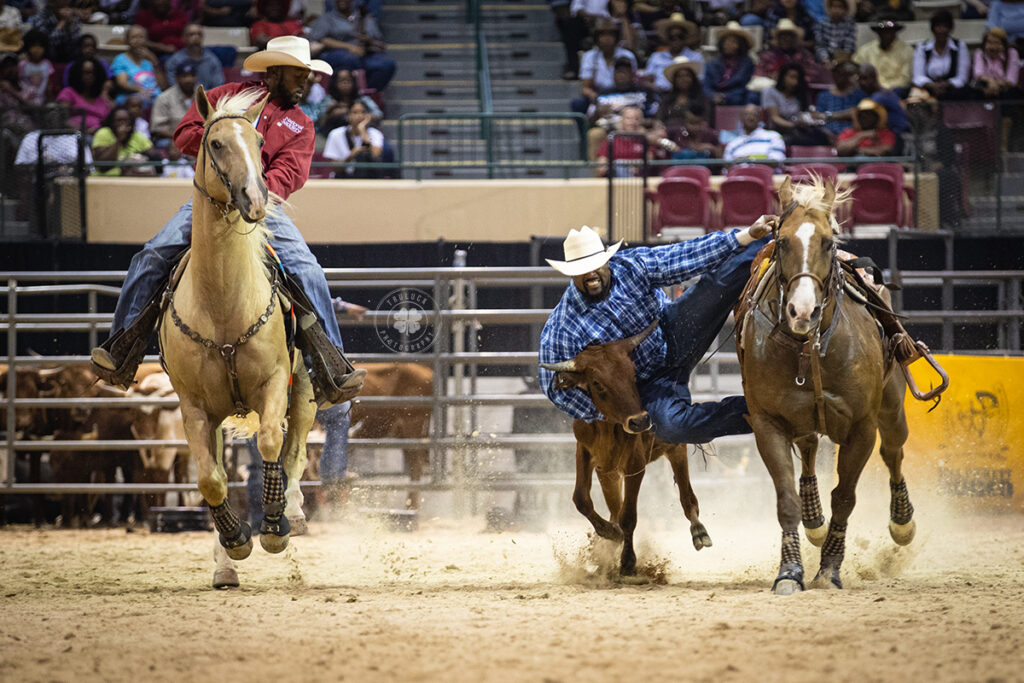 Photograph of a cowboy jumping from his horse to a steer during a rodeo. 
