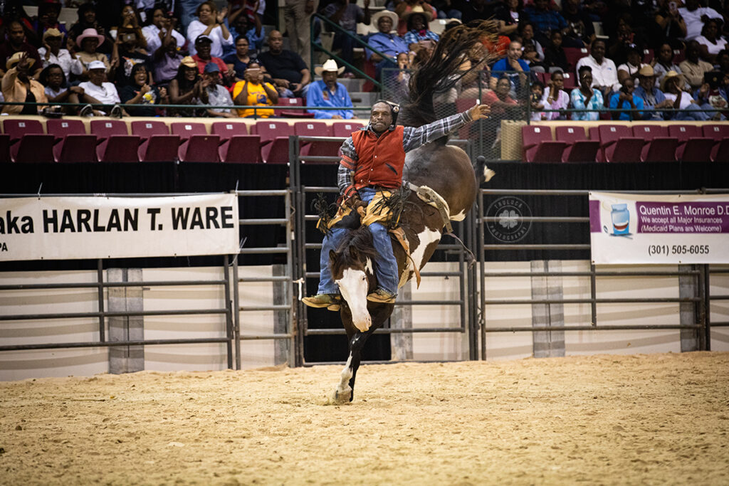 Photograph of a cowboy riding a bucking horse during a rodeo in Maryland.  