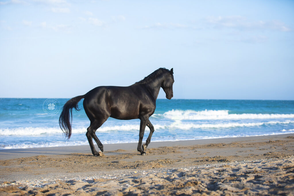 Photograph of a black horse performing a passage on the beach in Florida. 