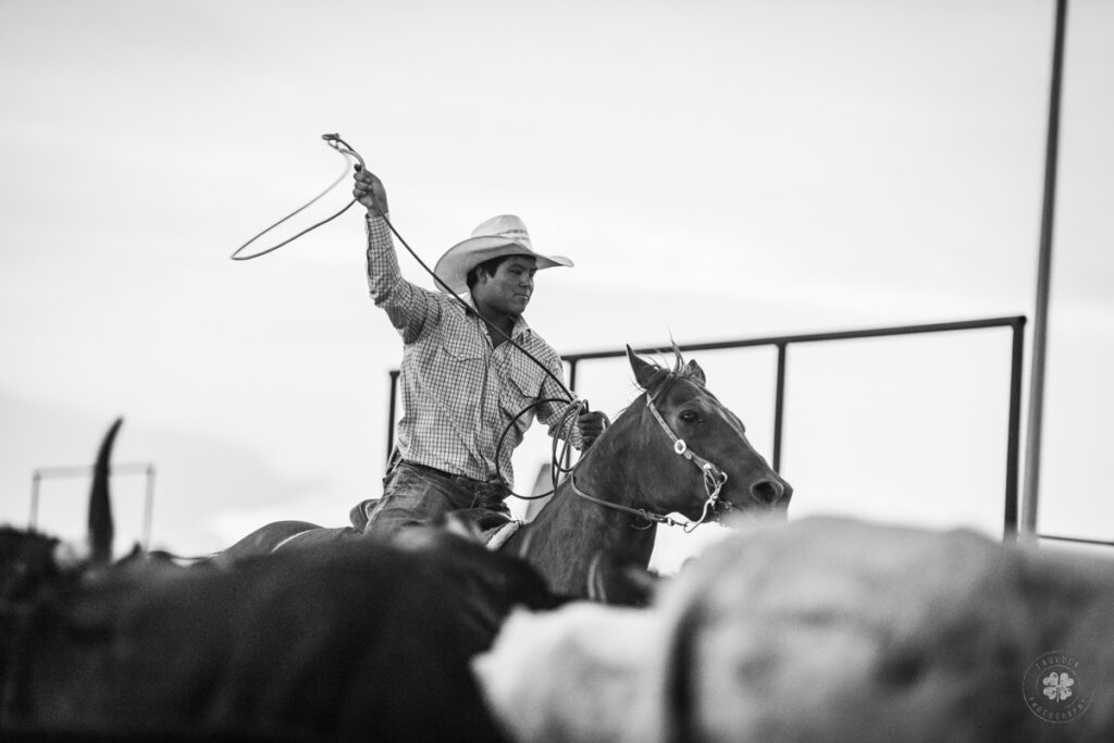 Black and white photograph of a cowboy swinging a rope while surrounded by a herd of cattle during a rodeo in Deming, New Mexico. 