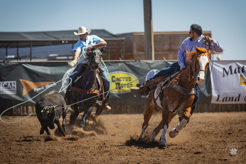 Photograph of a pair of cowboys roping a steer during a rodeo in Mesquite, New Mexico.  