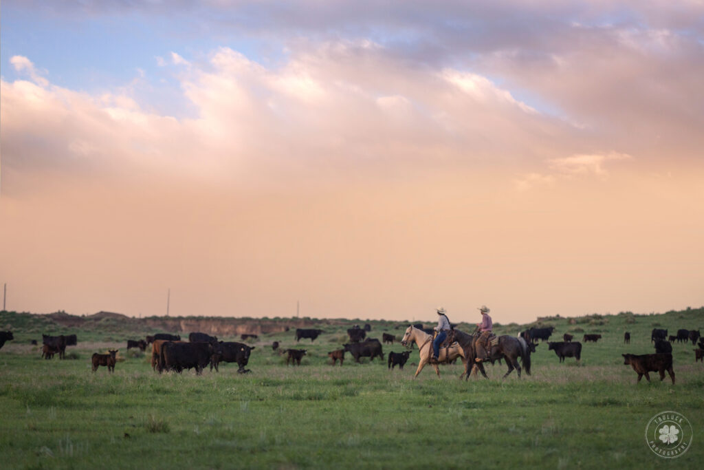 A photograph of a cowboy and cowgirl riding their horses through a herd of cattle in Kansas.  