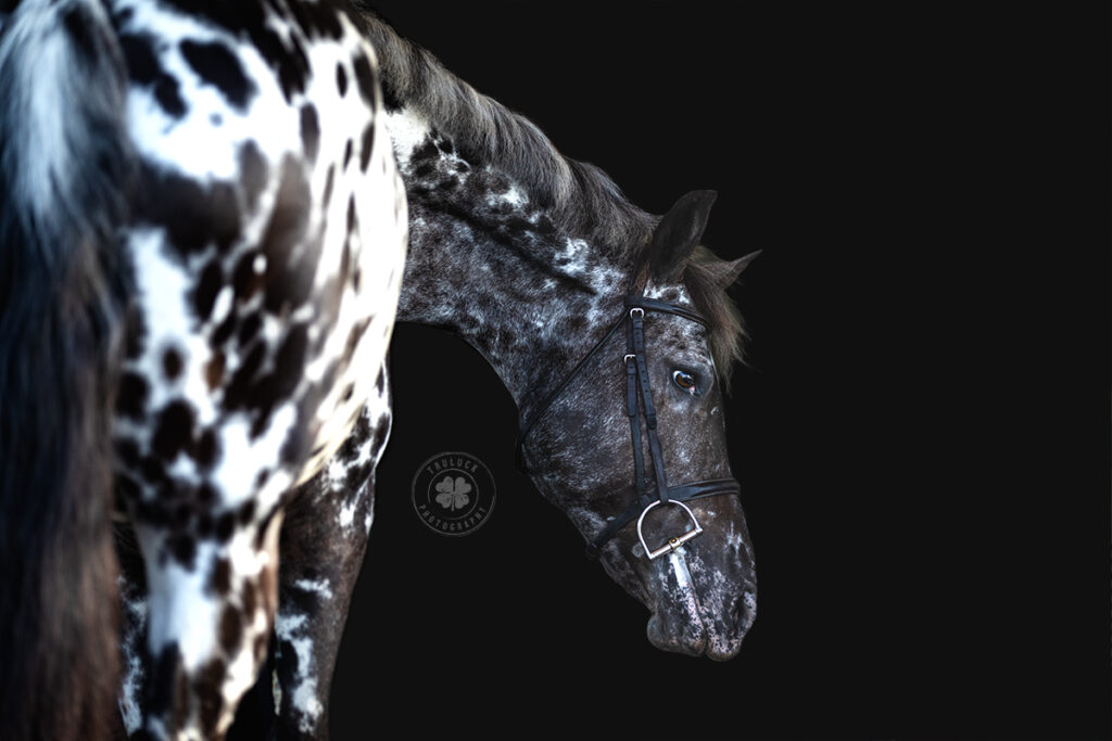 A black background Equine Fine Art Session of a black and white appaloosa horse in Florida. 