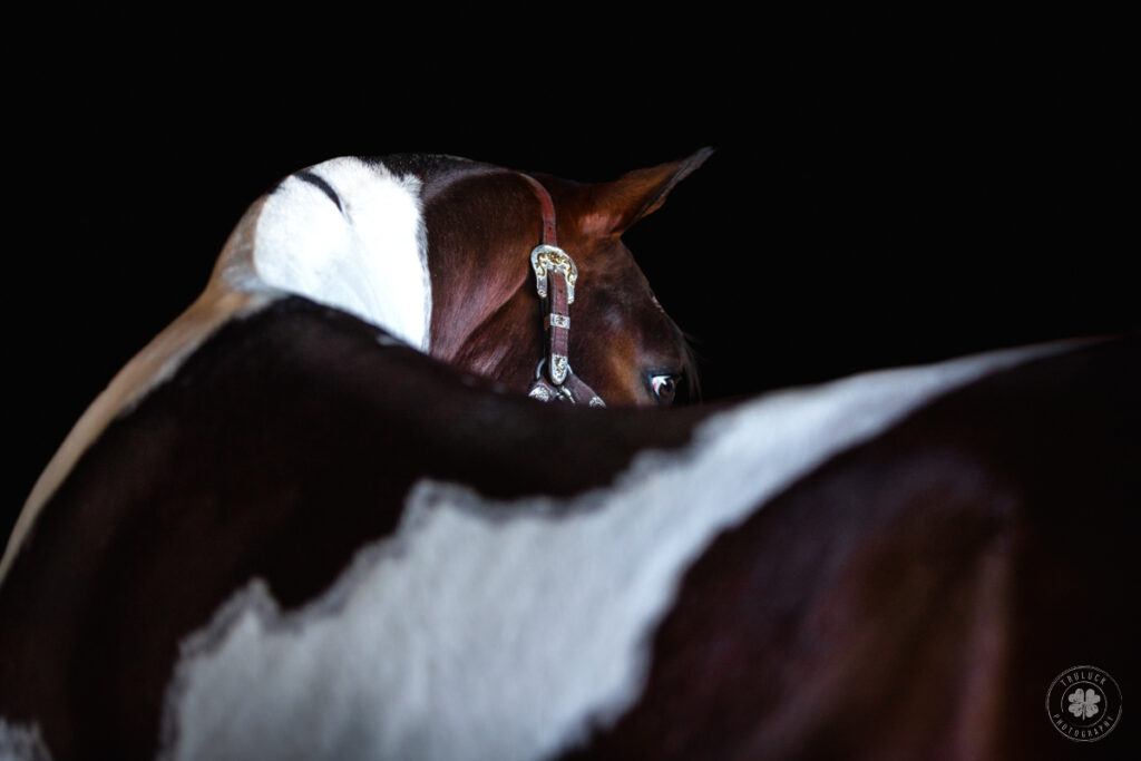 Photograph of a paint stallion looking over his shoulder against a black background in Florida. 