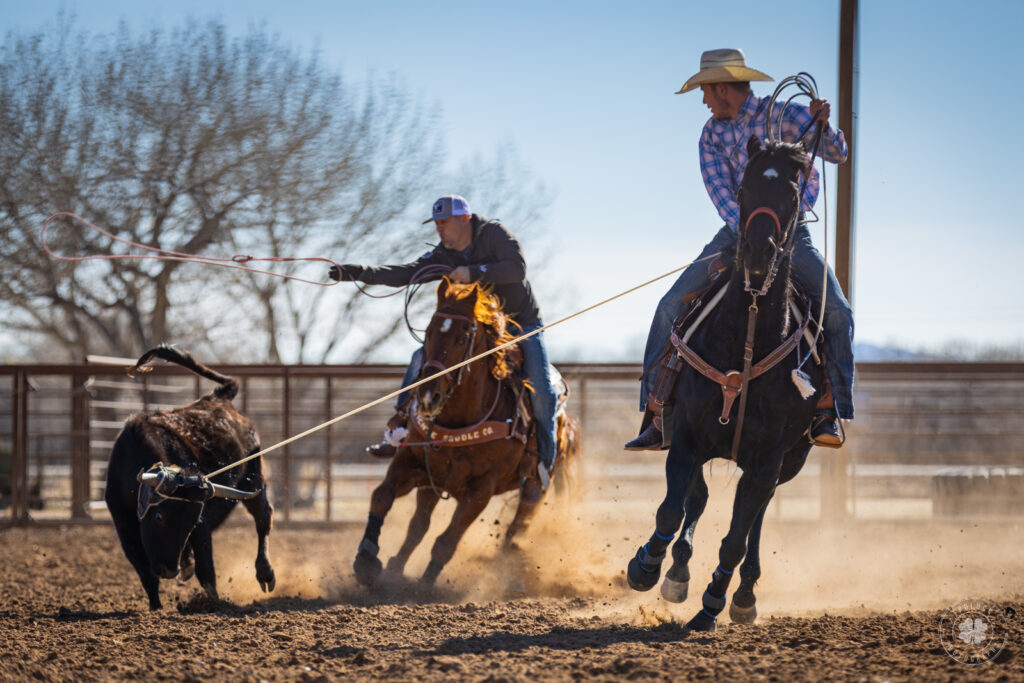 Photograph of a pair of cowboys roping a steer in New Mexico. 