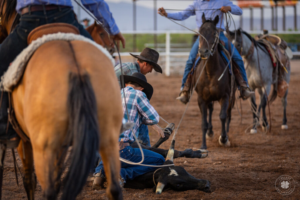 Photograph of a pair of cowboys holding a steer down while tying its legs together during a rodeo in Deming, New Mexico. 
