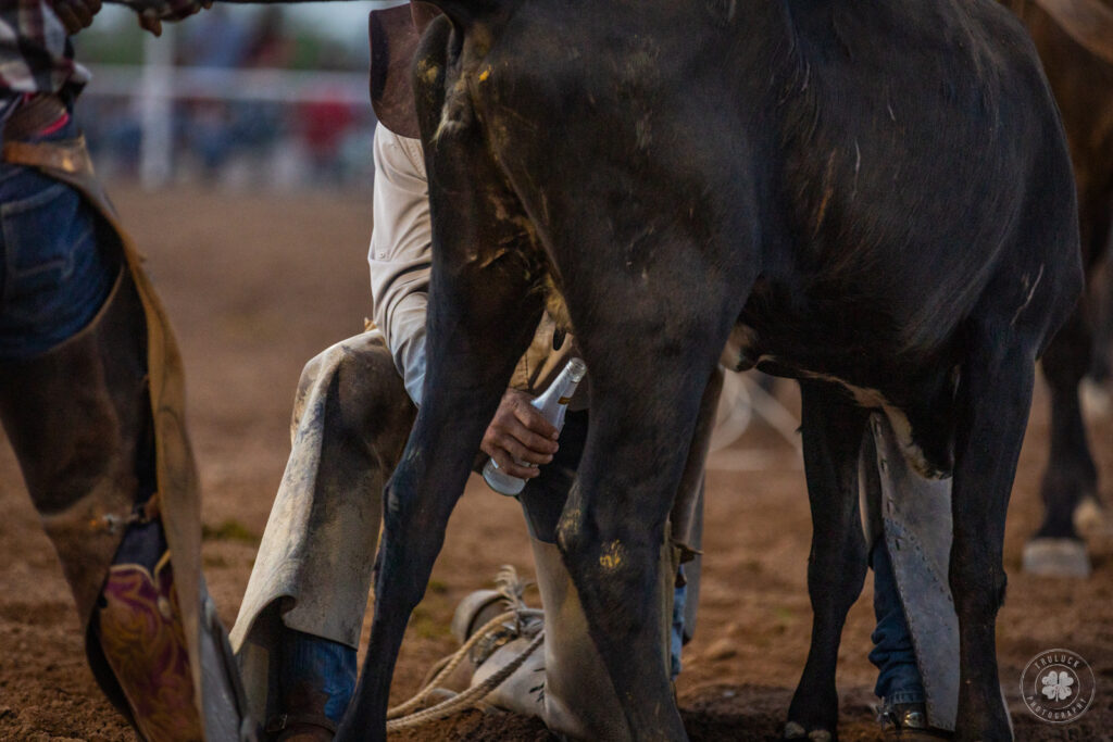 Photograph of cowboys milking a cow during a ranch rodeo. 