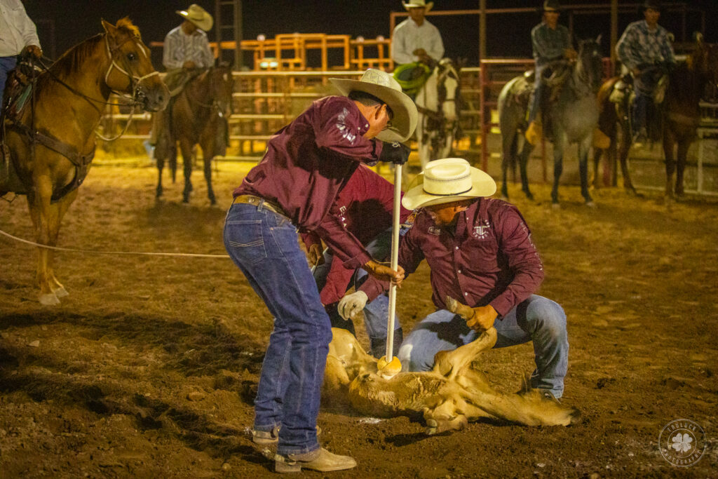 Photograph of three cowboys holding down a calf while branding it with chalk during a rodeo in Deming, New Mexico. 