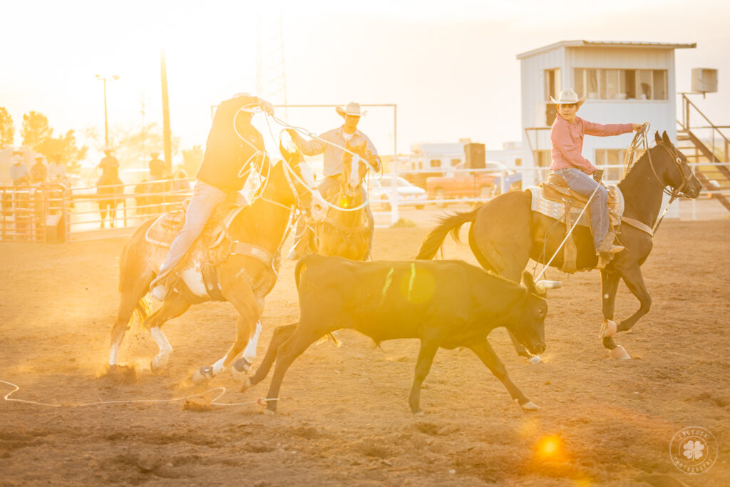 A photograph of three cowboys chasing after a steer while spinning their ropes during a ranch rodeo. 