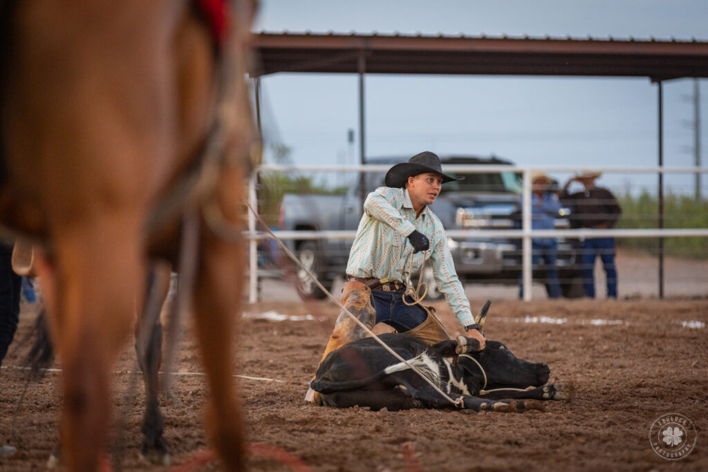 Photograph of a cowboy trying the legs of a steer during a rodeo in New Mexico. 