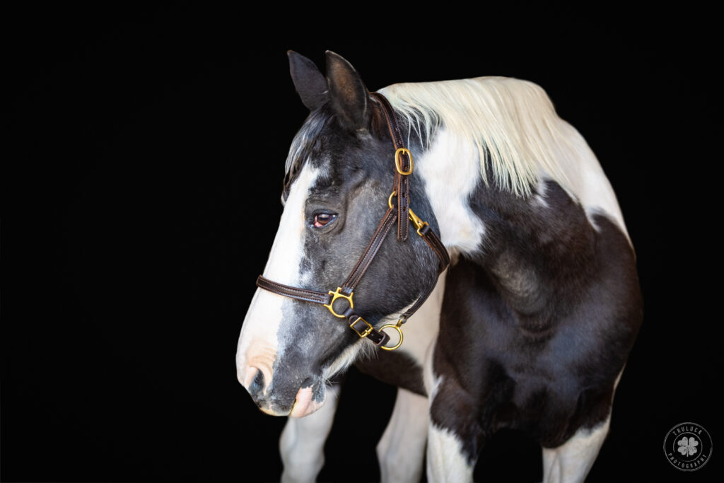 A photograph of a black and white pinto horse against a black background.  Photographed for the 19 Over 19 project in Chaparral, New Mexico. 