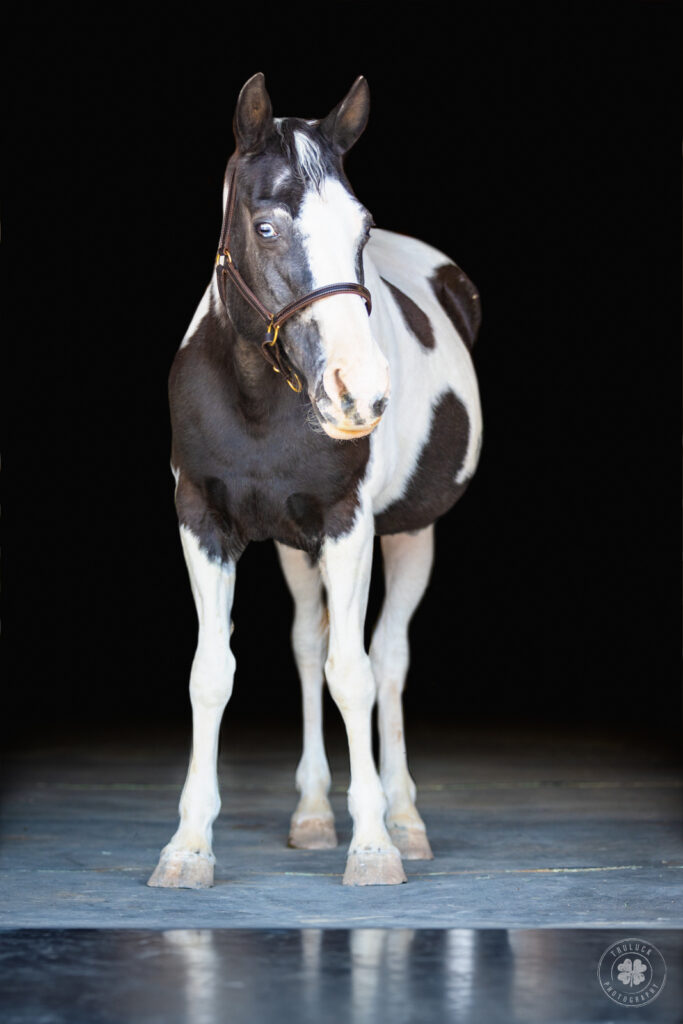 Full-body photograph of a black and white Tennessee Walking Horse for the 19 Over 19 project in Chaparral, New Mexico. 