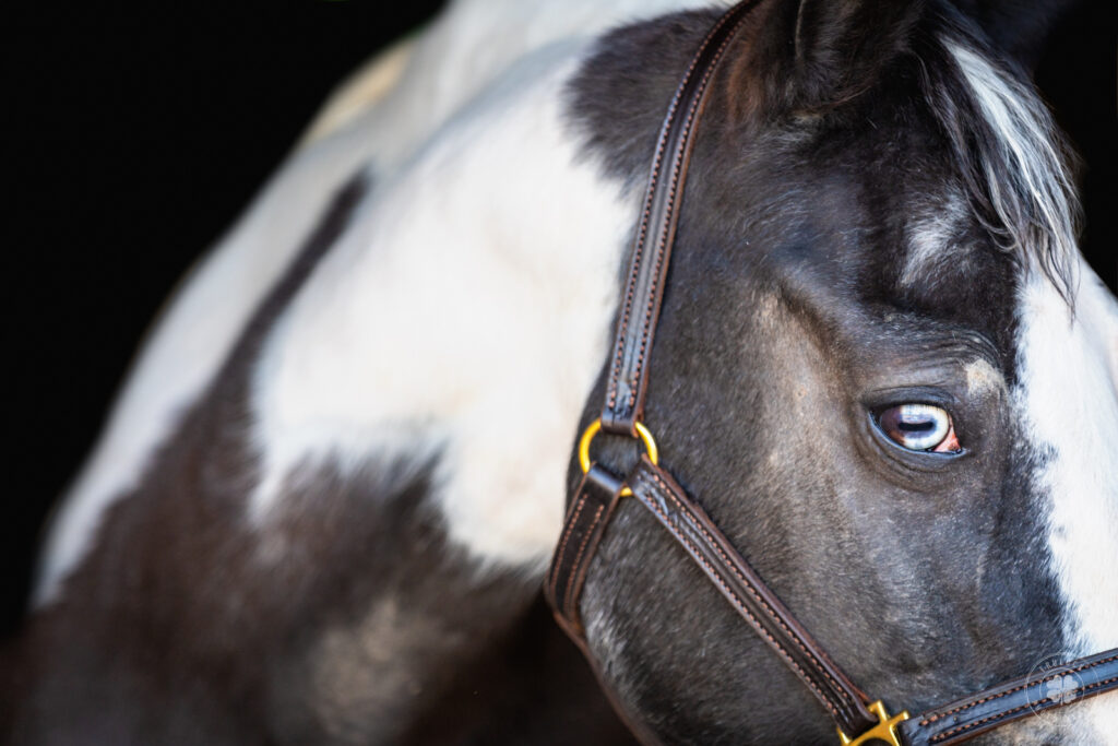 Photograph of a black and white pinto horse's brown and blue eye during a Fine Art black background session. 