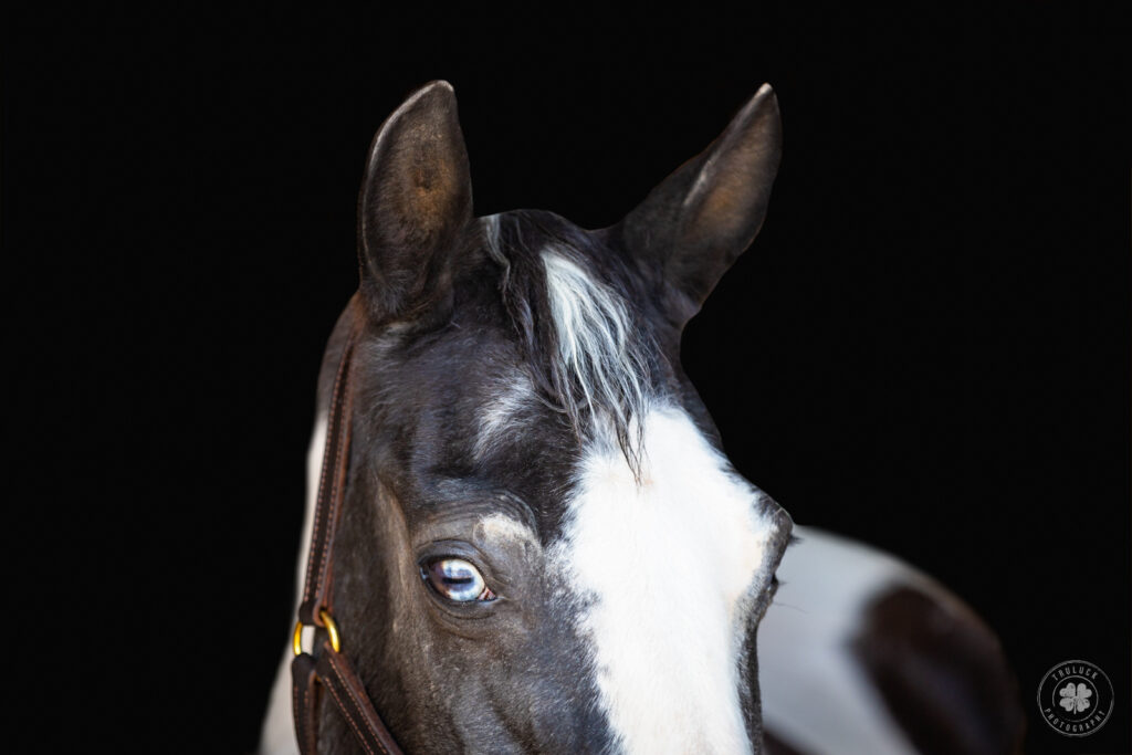 Photograph of a black and white pinto horse's ears and bi-colored eye.  
