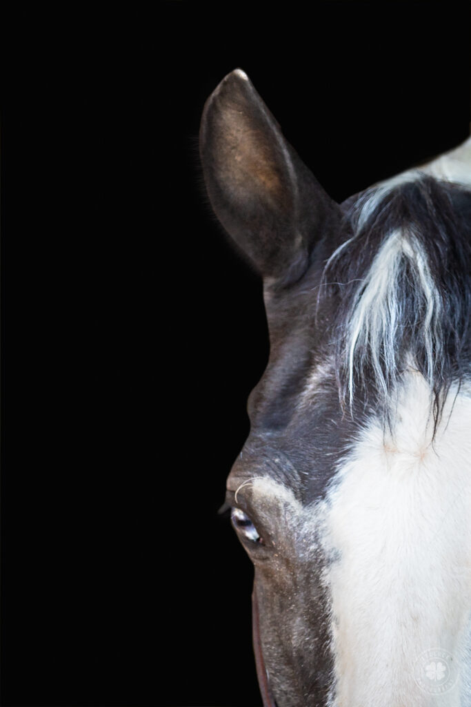 Closeup of a black and white horse's face focusing on the eye and ear against a black background. 
