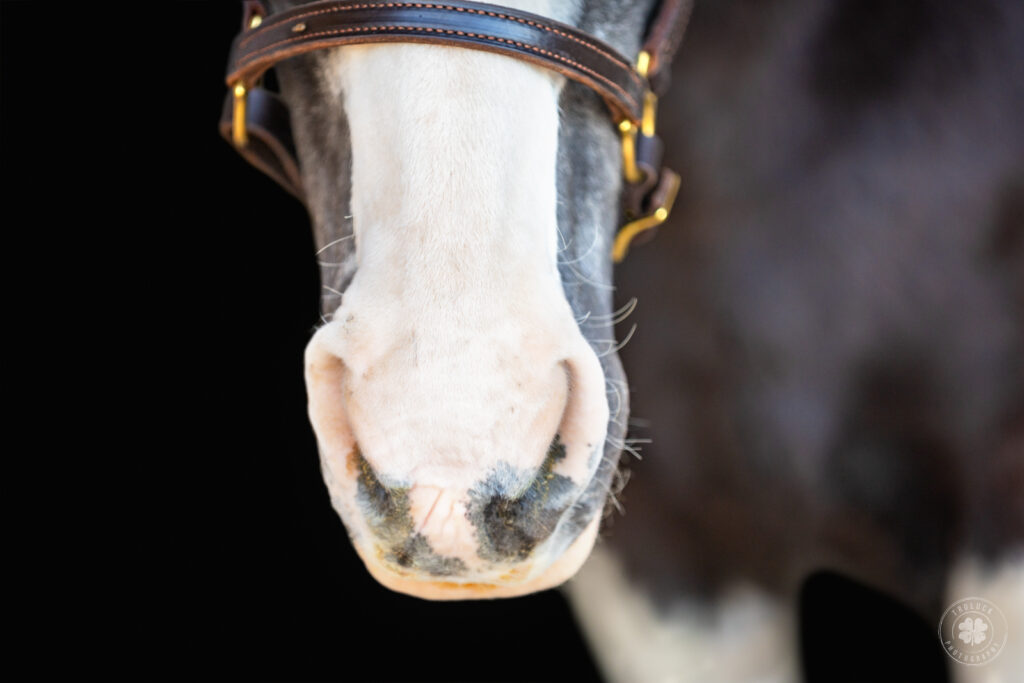 Closeup of a black and white horse's muzzle. 