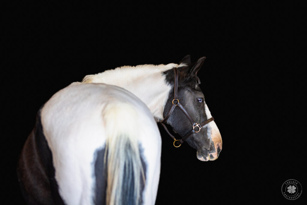 Photograph of a black and white horse standing facing away from the camera against a black background.  