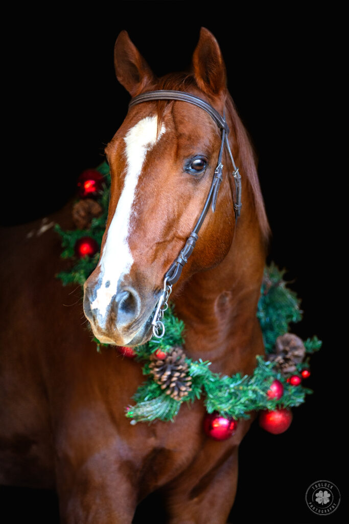 Photograph of a chestnut horse wearing a Christmas wreath around his neck against a black background.  