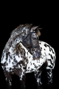 Vertical image of a black leopard appaloosa horse in El Paso, Texas with her body standing mostly straight with her head turned to the right.  She is wearing an english bridle.