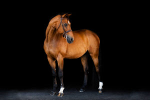 A full body black background portrait of a bay horse where his body is facing left and his head is curved to the right.  He is wearing an english bridle with no reins.