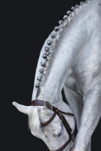 A creative photograph of a gray horse showing only his curving neck, button braids, top of his legs, ears, and an eye as he scratches his nose on a leg during a black background session in El Paso, Texas.