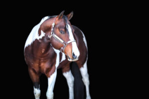 Black background photograph of a bay tobiano stallion standing facing 3/4 of the way toward the camera with his head turned to the right against a black background.  He is wearing a leather and metal halter.
