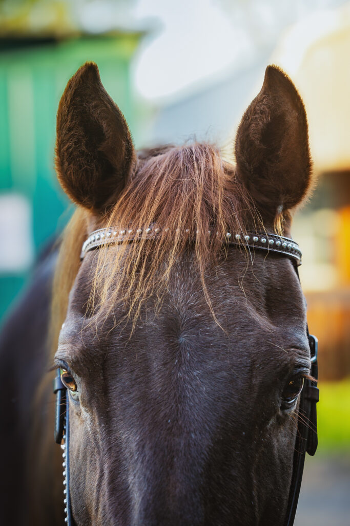Photograph of a chestnut Thoroughbred mare wearing a western bridle with a browband. Only the top half of her face is photographed.