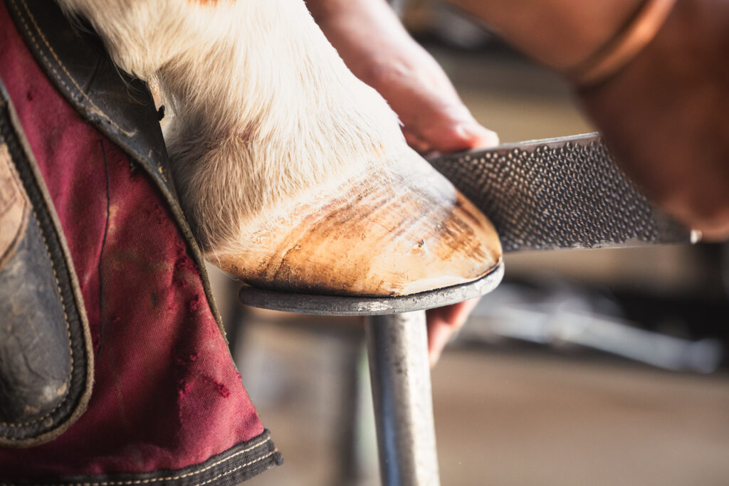 Closeup photograph of a farrier rasping a horse's hoof with a new shoe on in El Paso, Texas. 