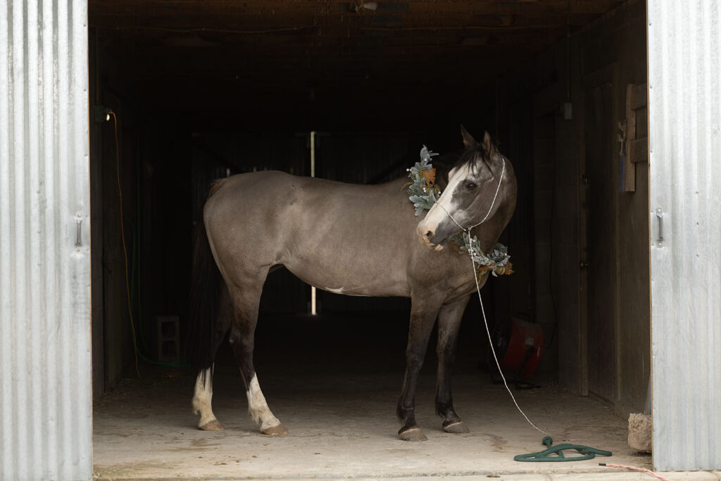 An unedited photograph of a grulla paint horse standing in a barn aisle.  She's wearing a photography halter and a fall wreath around her neck.  