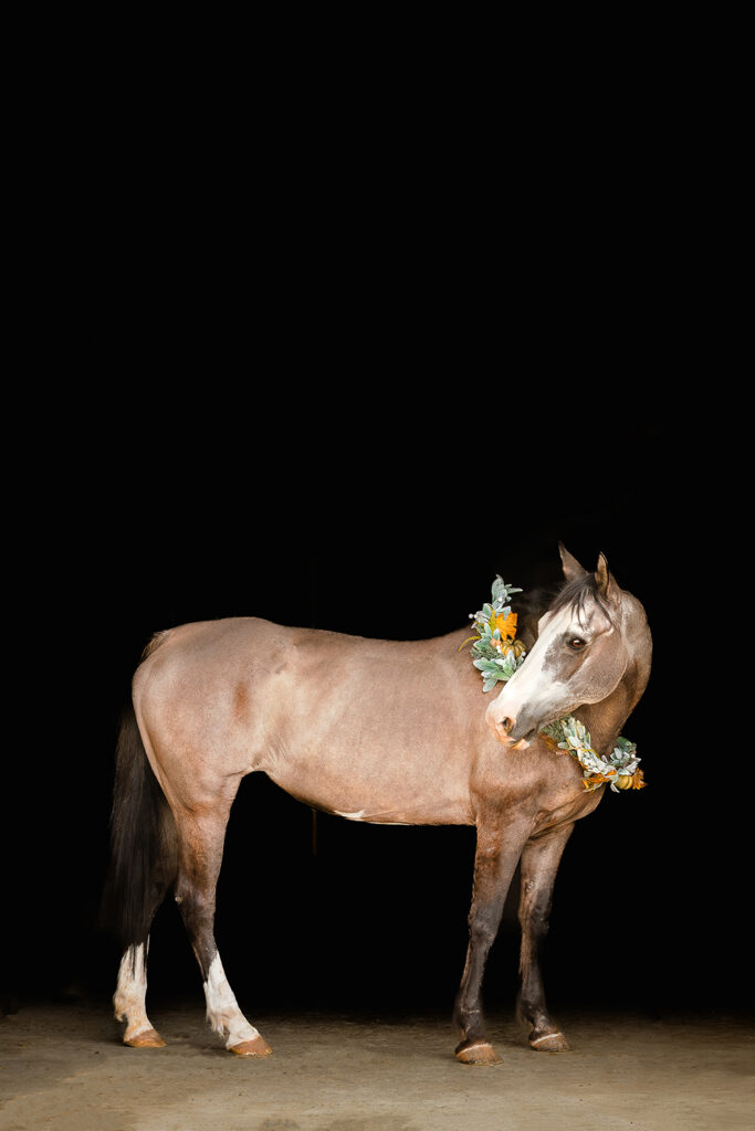 An edited version of the previous photo - a grulla horse stands in a barn entryway.  The halter is removed.  She's looking over her shoulder as if posing for the camera in Las Cruces, New Mexico.