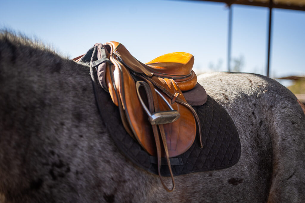 An English saddle sits on the back of a bay roan horse in Las Cruces, New Mexico