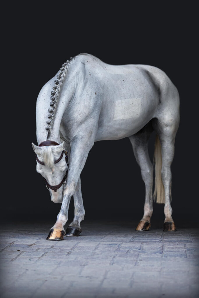 A gray horse scratching his nose during a black background session in Las Cruces, New Mexico