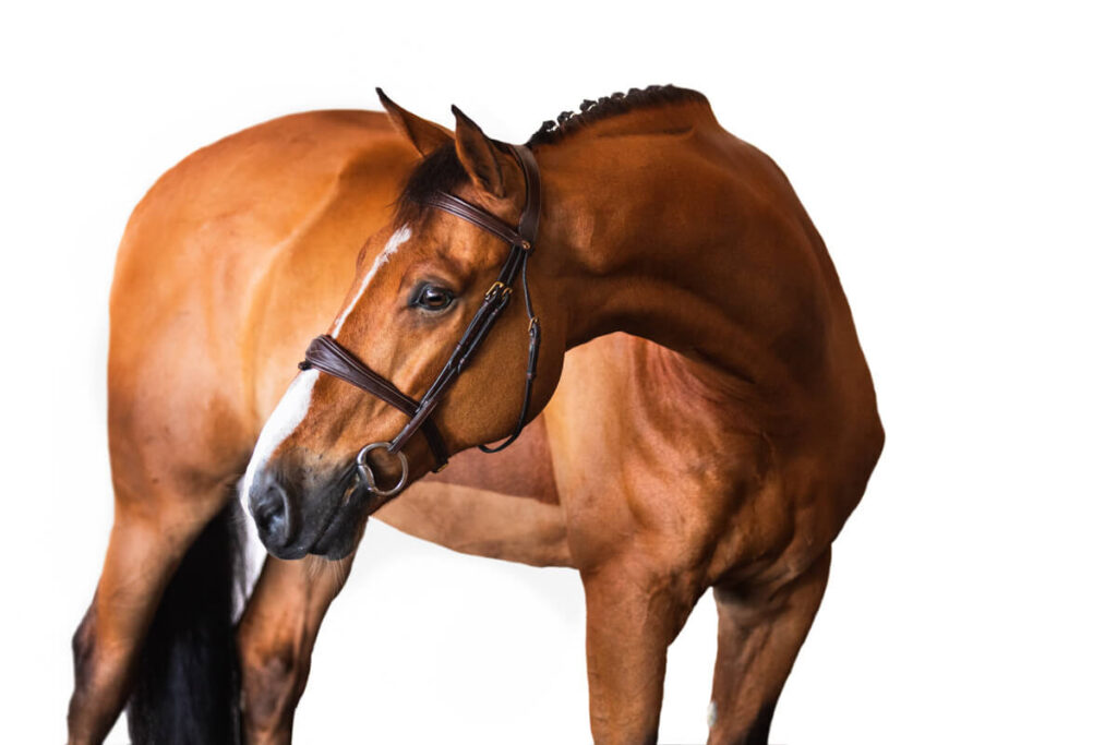 Photograph of a bay horse turning their body to the left wearing button braids for their horse photography session in southern New Mexico